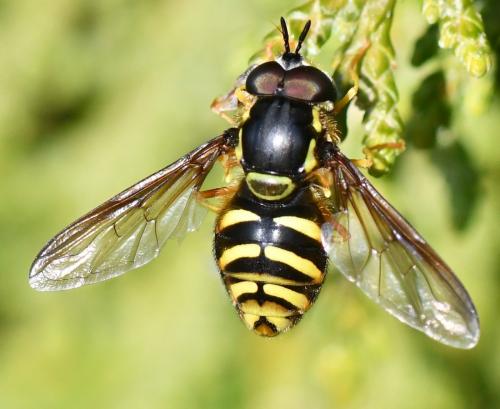 Réf. 280 828 : Chrysotoxum intermedium